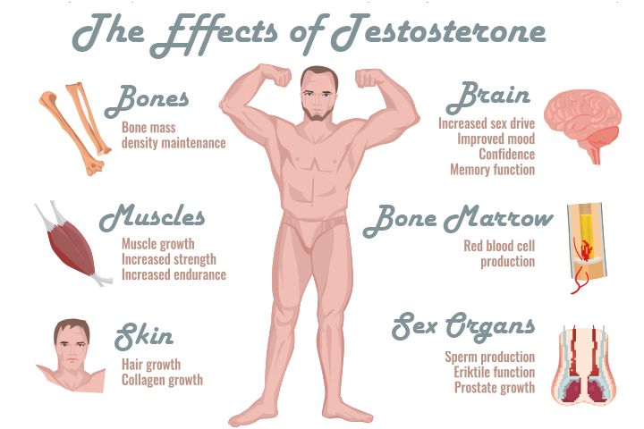 testosterone-function