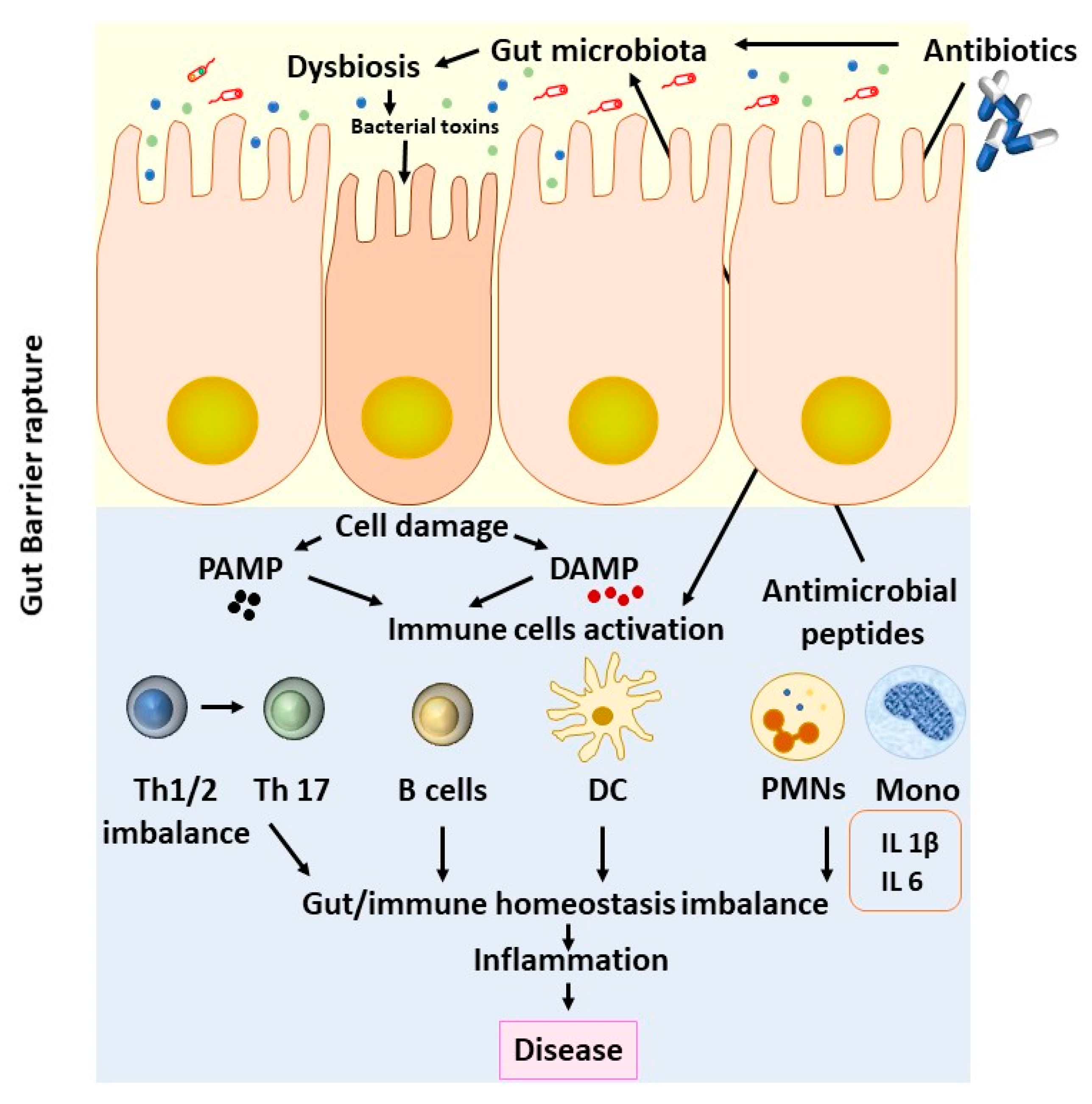 effects-of-antibiotics-gut-microbiome