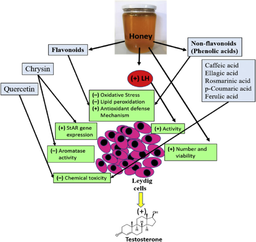 raw-honey-testosterone-leydig-cells