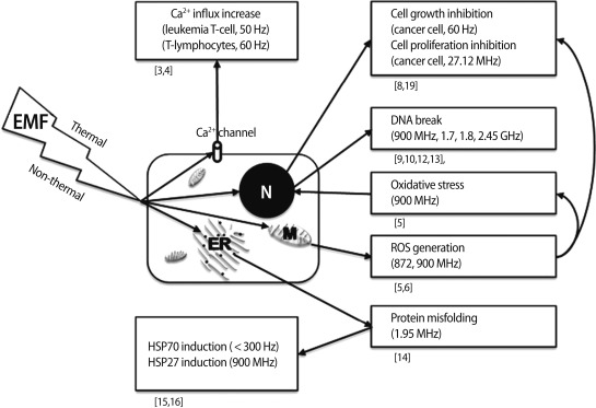EMF-cellular-effects-VGCC