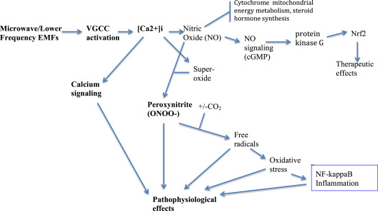 voltage-gate-caclcium-channel-EMF