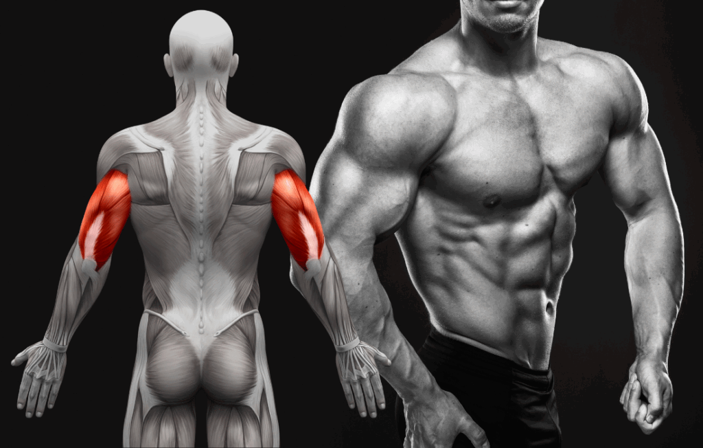 muscle-mass-vs-strength-testosterone-study