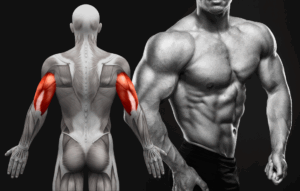 muscle-mass-vs-strength-testosterone-study
