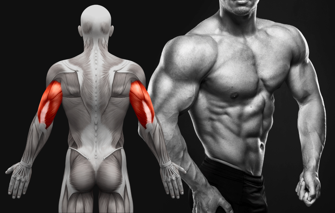 muscle-mass-vs-strength-testosterone-study